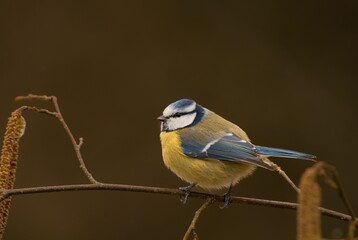 Selective focus shot of a Eurasian blue tit bird perched on a thin twig © Wirestock