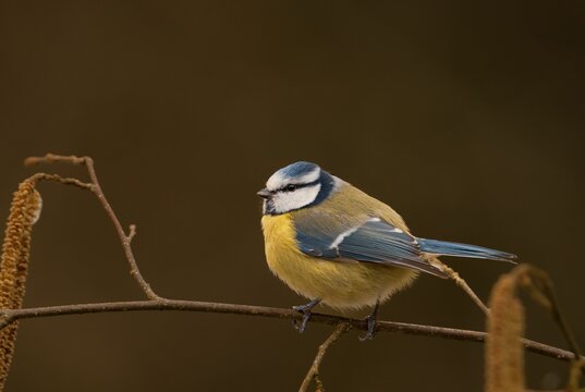 Selective focus shot of a Eurasian blue tit bird perched on a thin twig