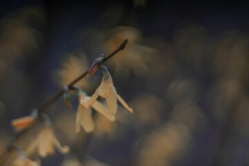 Vibrant close-up of yellow Magnolia stellata flowers