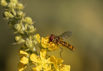 Selective focus shot of a hoverfly on a yellow blooming flower