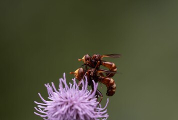 Selective focus shot of two hoverflies mating on a purple flower
