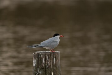 Selective focus shot of a common tern bird perched on a wooden stump