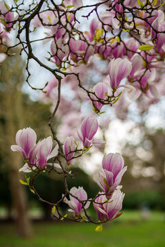 Close-up of pink magnolia blossoms in springtime