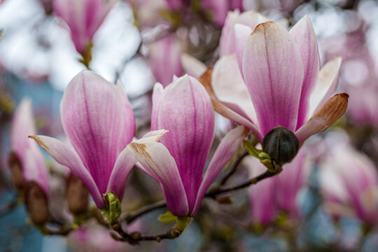 Close-up of pink magnolia blossoms in springtime
