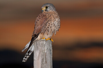 European kestrel, common kestrel (Falco tinnunculus), Avila, Spain - stock photo