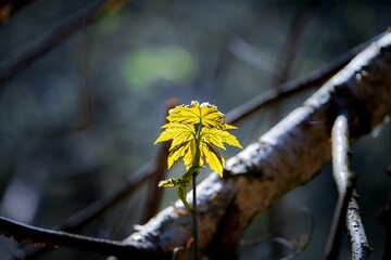 Single, vibrant green leaf is emerging from a tree branch