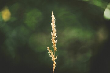 Selective focus shot of a fluffy wild reed growing in a park