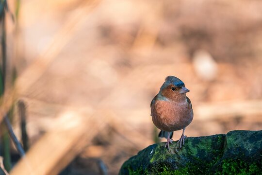 Small common chaffinch bird is perched on a mossy rock