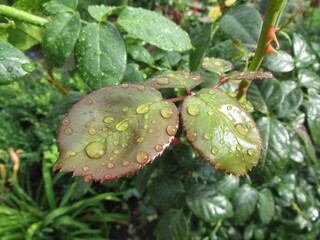 Closeup shot of water droplets on rose leaves.