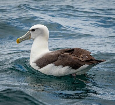 Closeup of a Salvins albatross mollyhawk on the sea in New Zealand