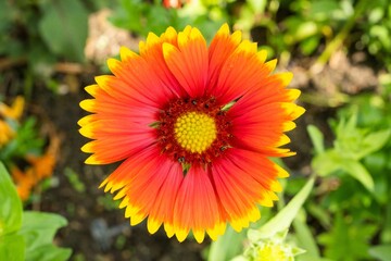 Vibrant Gaillardia flower blooming in a lush garden setting, with bright green foliage