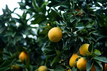 Close-up of a lush citrus tree with vibrant, ripening oranges growing on its branches
