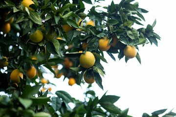 Close-up of a lush citrus tree with vibrant, ripening oranges growing on its branches