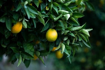Close-up of a lush citrus tree with vibrant, ripening oranges growing on its branches