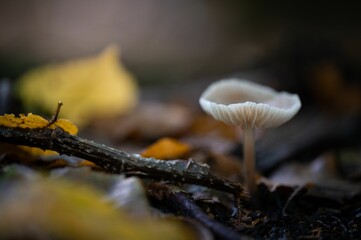Closeup of Mycena galericulata growing in a forest with a blurry background
