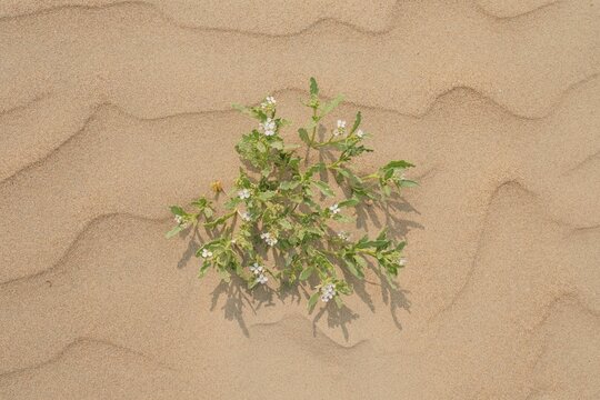 small white flowers in sand of an area with large dunes