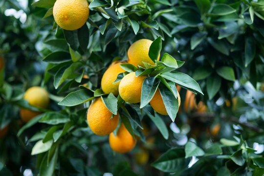 Close-up of a lush citrus tree with vibrant, ripening oranges growing on its branches