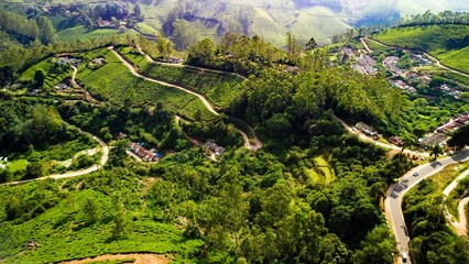 Aerial view of greenery field surrounded by dense trees