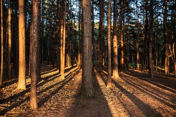 Obraz premium a sunbeamed forest with pine trees casting the shadows from the tops