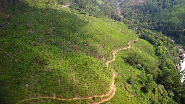 Drone view over green rural plantations landscapes