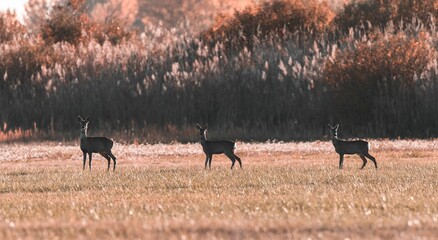 Scenic view of a grassy field with a row of three deer grazing