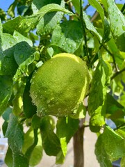 Yellow, green citrus fruit on tree with water drops