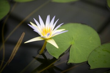 Close up of a water lilly in a pond surrounded by leaves