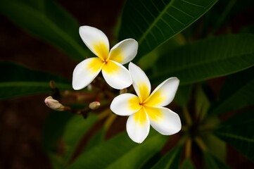 Closeup of two white and yellow frangipani in a lush green with a blurry background