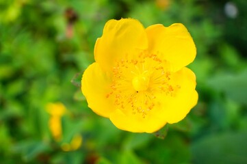 Obraz premium Shot of a Bulbous Buttercup (Ranunculus bulbosus) flower in full bloom, featuring its bright petals