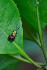 Close-up shot of a metalmark moth perched on a leaf, surrounded by lush green foliage