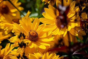 Closeup of beautiful yellow sunflowers in the sunlight