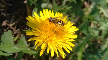 An insect sits on a flower. A hoverfly on a dandelion.