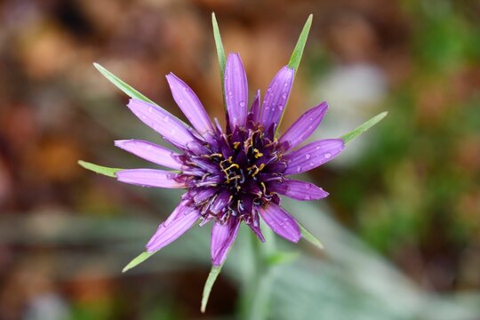 Purple salsify flower with water drops in Armidale, Australia