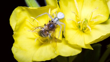 a small Misumena vatia spider fighting a bee