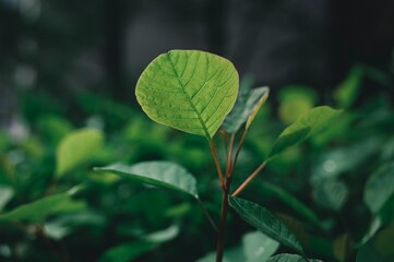 Closeup of growing plant leaves