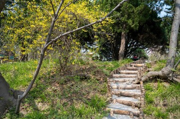 Picturesque overgrown trail surrounded by lush vegetation and tall trees