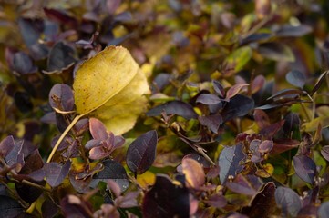 Vibrant yellow leaf amongst lush green and purple foliage in the background
