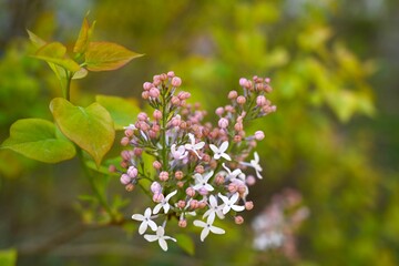 Vibrant display of Common lilac flowers in front of a backdrop of lush green trees