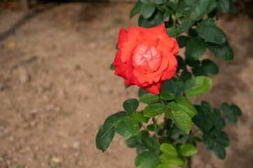 Vibrant pink rose blossom atop a lush green bush