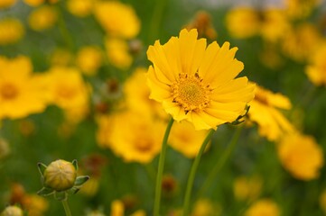 Vibrant yellow flowers in a lush green field, with multiple buds