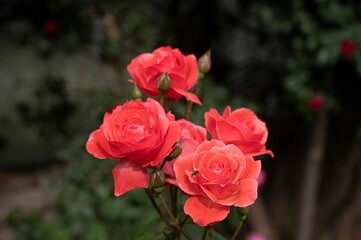 Vibrant small bee on a cluster of pink roses in a green garden