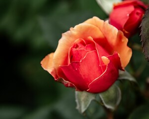 Scenic view of a red rose in Butchart Gardens, British Columbia.