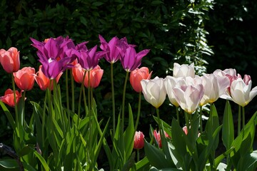 Closeup of beautiful tulips growing in a garden with a blurry background