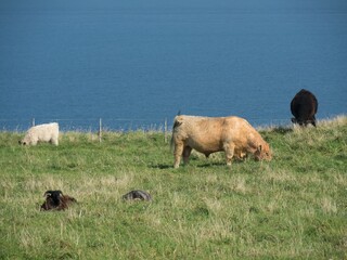 Rural landscape featuring a herd of cows grazing on a grassy hillside beside a tranquil ocean