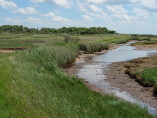 Tranquil river surrounded by lush greenery basks in the sunlight