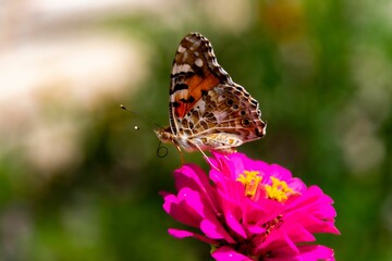 Fototapeta premium Selective focus shot of a painted lady butterfly on a pink flower