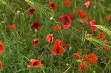 Vibrant and colorful field of red poppy flowers growing in a lush, grassy area of a garden