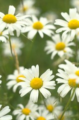 Lush meadow of flowering plants, featuring a variety of daisies in full bloom