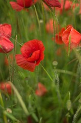 Vibrant and colorful field of red poppy flowers growing in a lush, grassy area of a garden