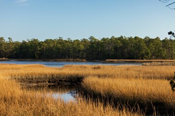 Scenic view of a tranquil marsh with brown reeds and a lush forest